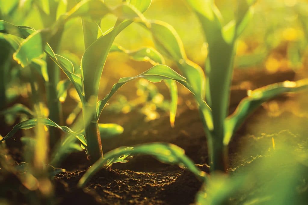 Young crop growth in fertile soil