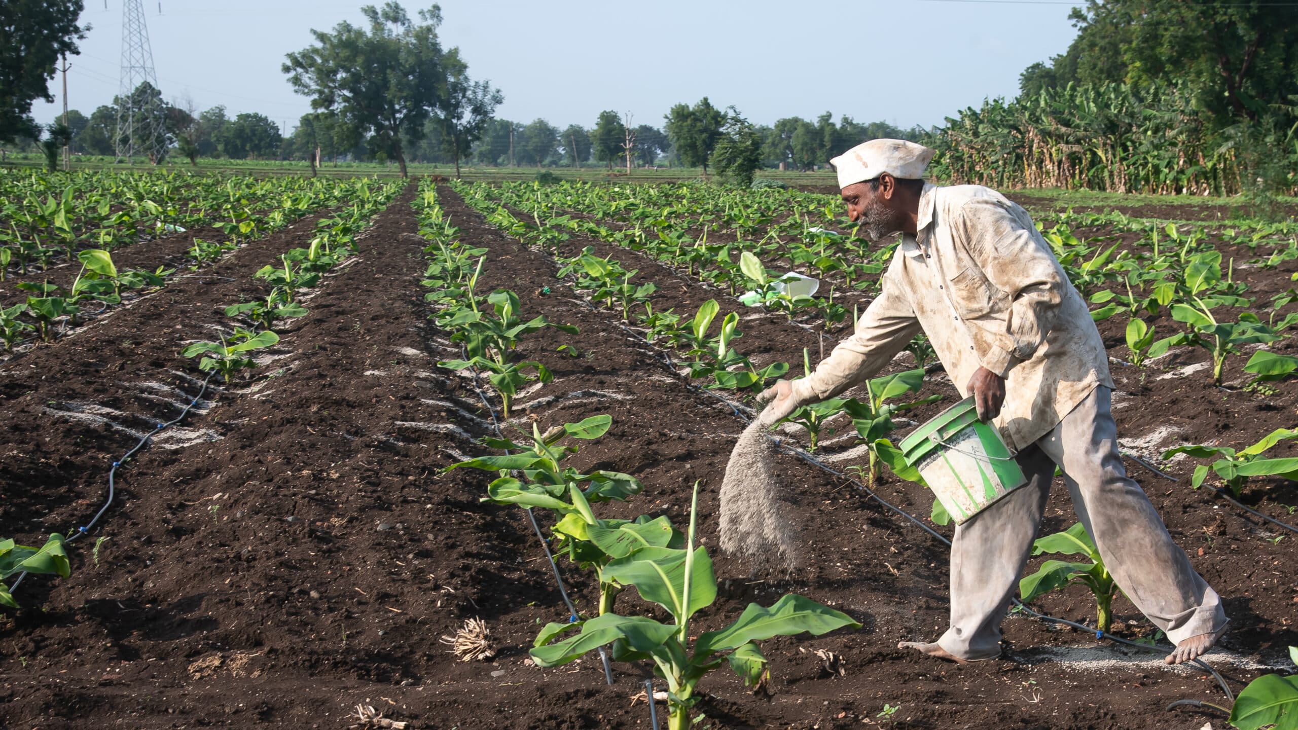 Farmer spreading fertilizer across the field