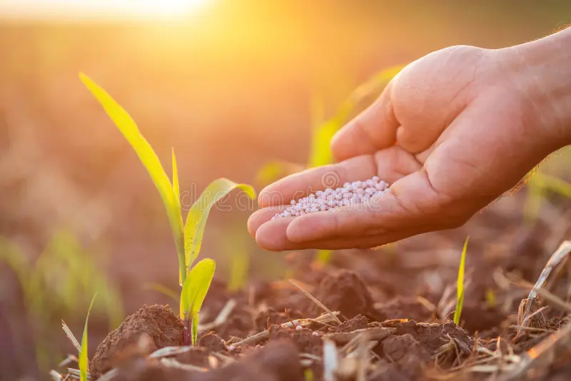 Hand applying fertilizer near young crops
